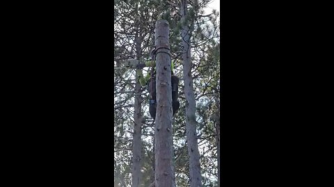 Chunking down a pine stem over a cottage