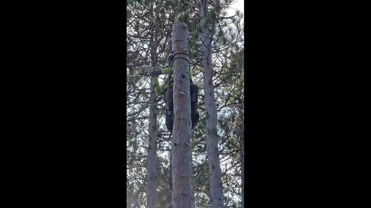 Chunking down a pine stem over a cottage