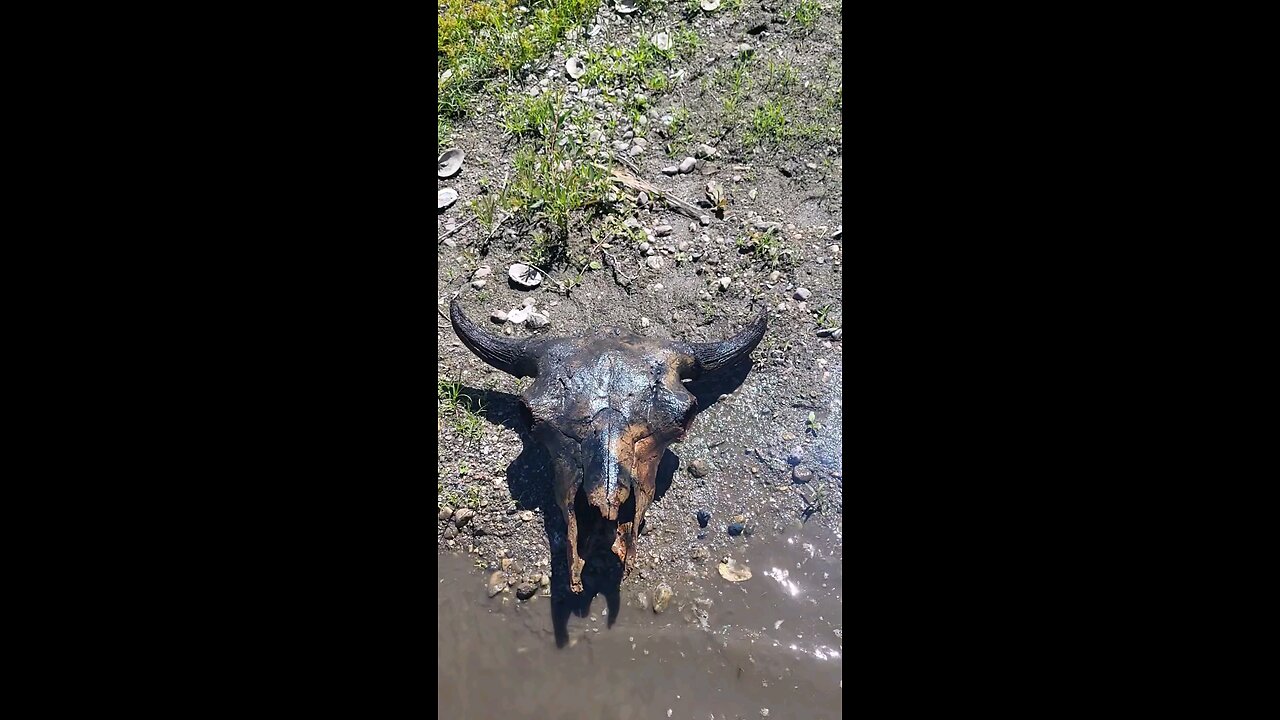 After digging a bison skull out of belly button deep water.