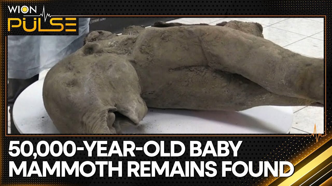 Remains of 50,000-year-old baby mammoth found in Siberia