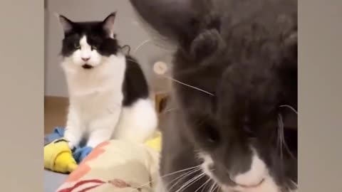 Cat uses 50_ mischievous 😹 Funny Cats Videos