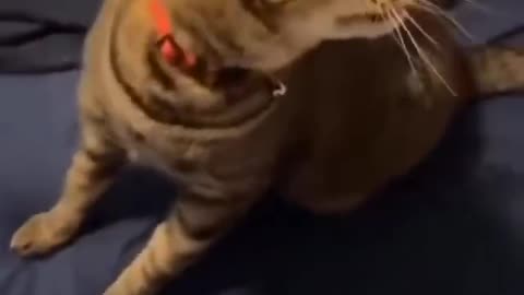 Cat Couldn't Believe