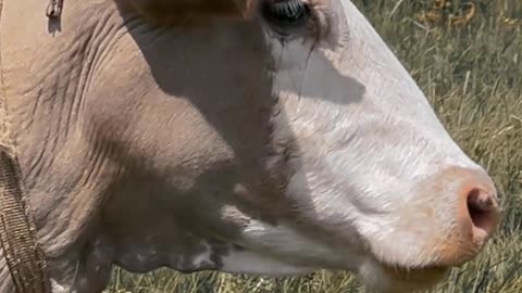 Cow videos || animals videos