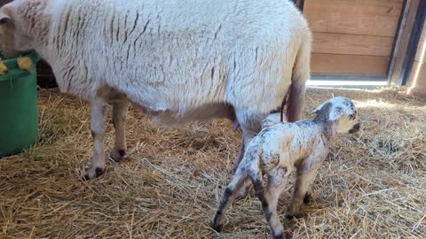 Buttercup Had Two Healthy Ram Lambs! – New Life on the Farm 🌾