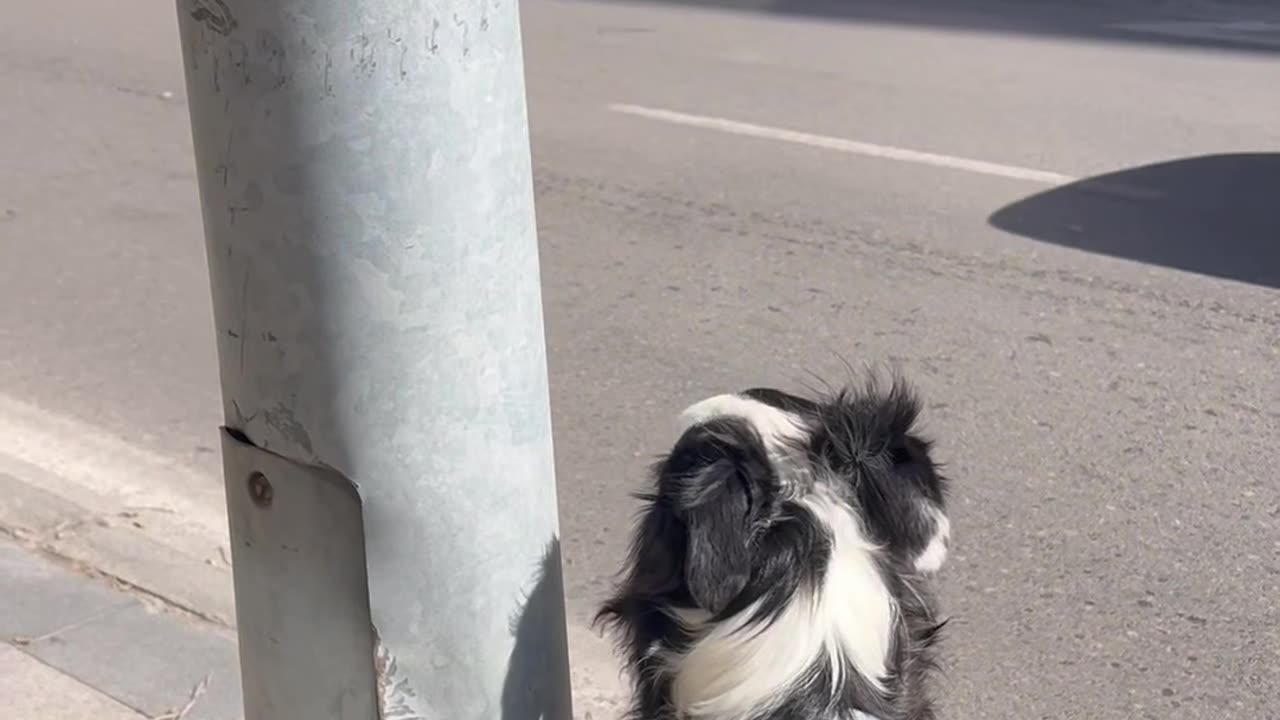 Border Collie Loves Big Motorbikes