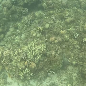 Snorkeling Through Serenity