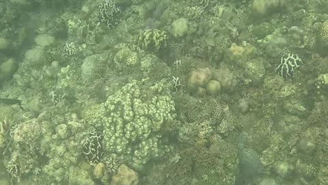 Snorkeling Through Serenity