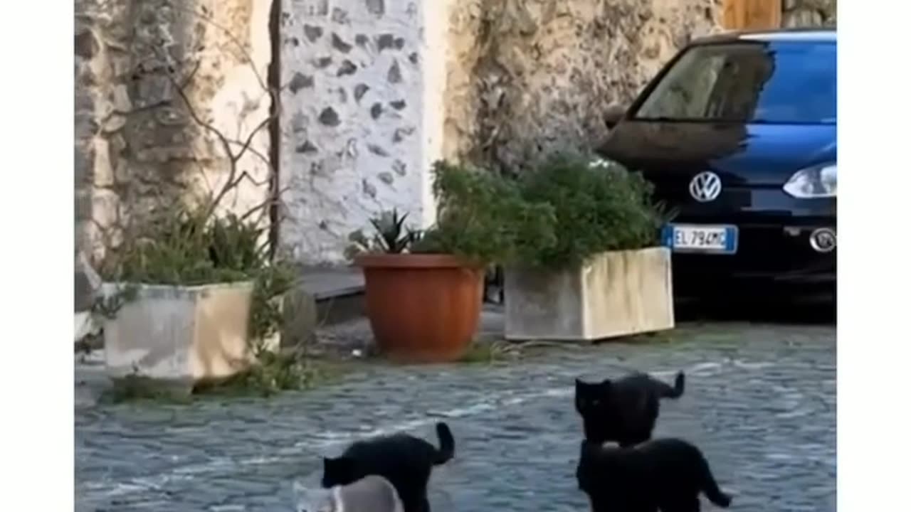 Mafia cats