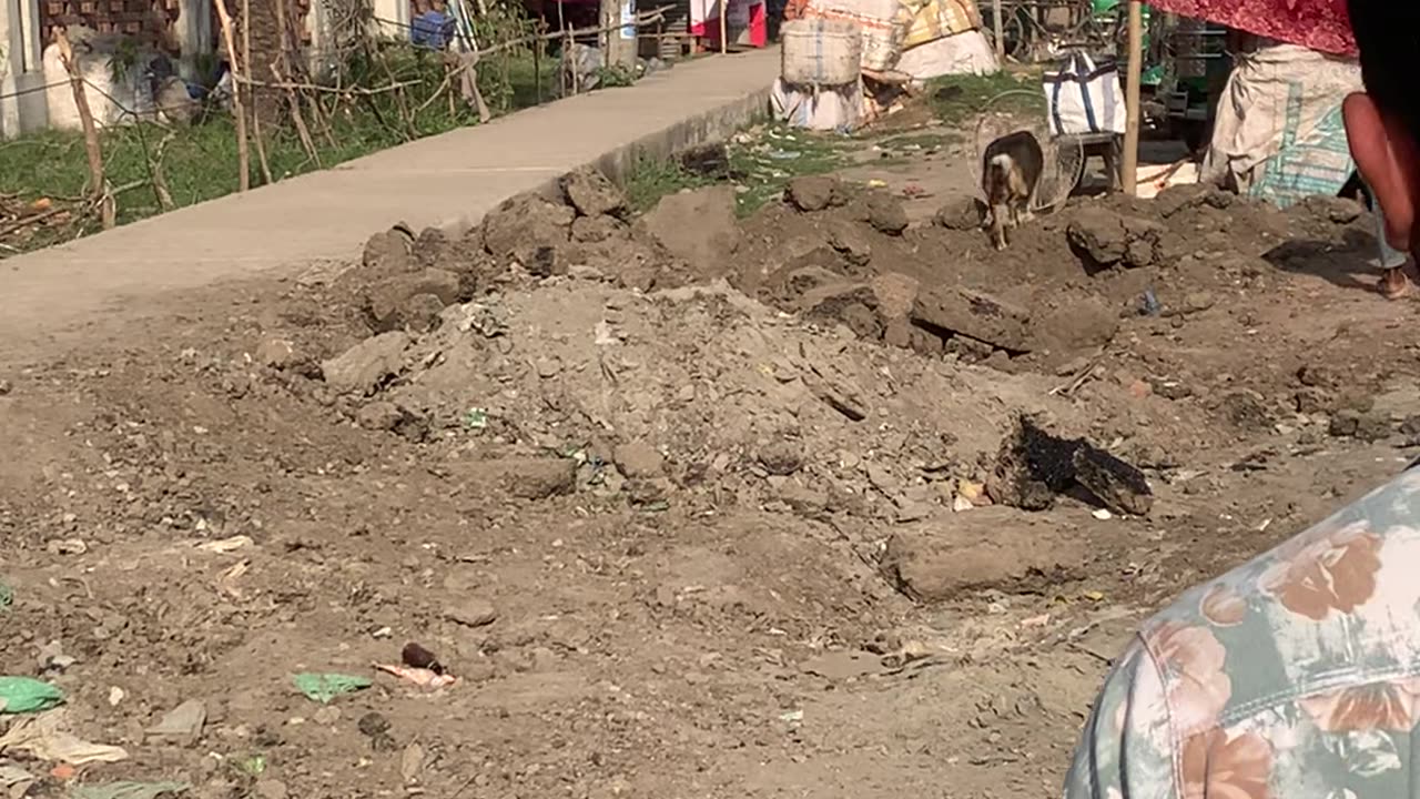 Dog Cut Loose From Fan Guard Around Neck