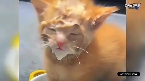 Adorable Animals Compilation 🐾😶‍🌫️ #Part 2