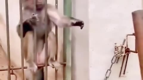 These Pets Should Be in Comedy Movies!"