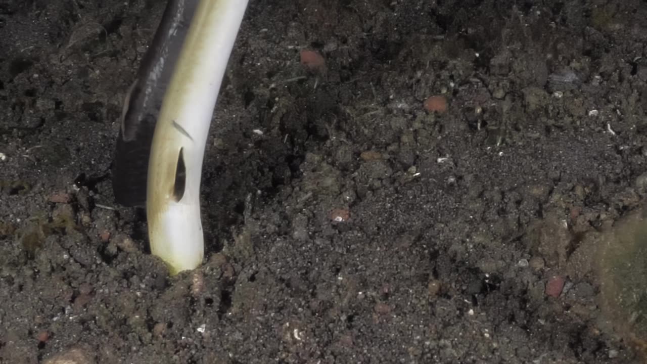 Highfin Snake Eel Burrows into Seabed