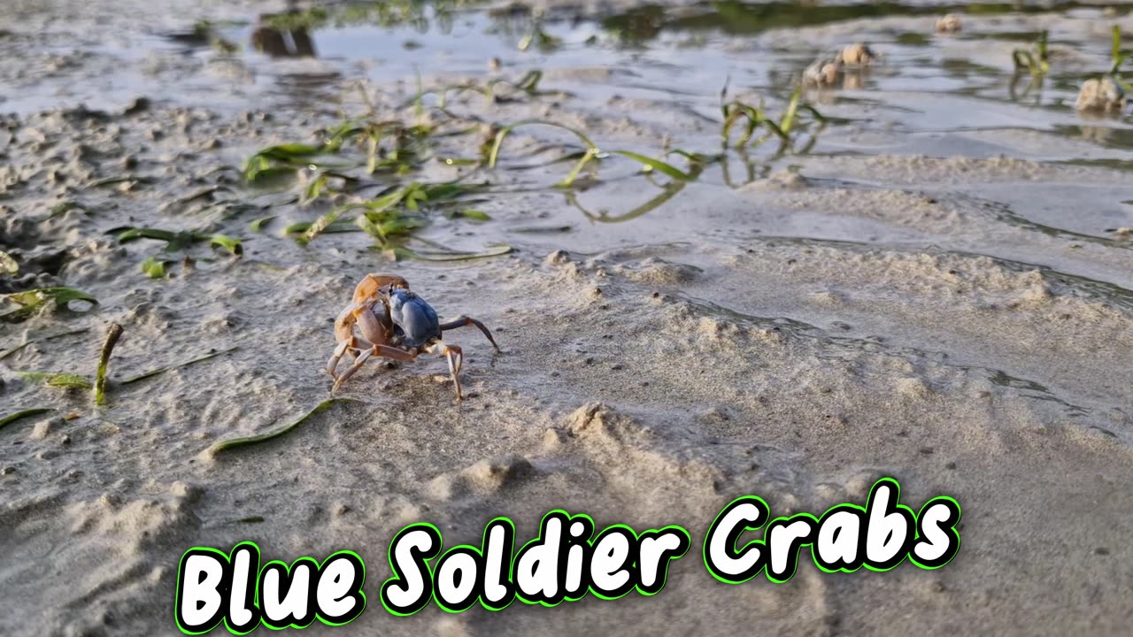 Blue Soldier Crab