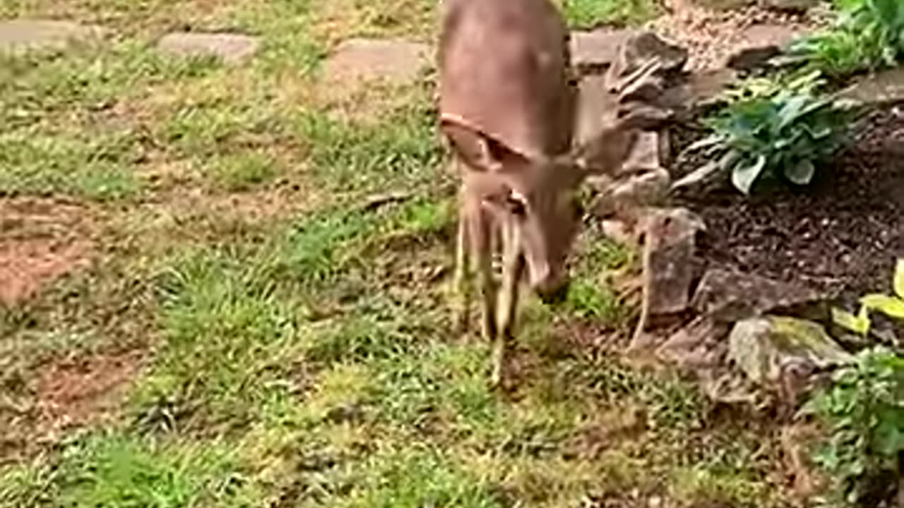 A wildlife rescue team saved a deer from a frozen river, then... _deer _babydeer _shorts
