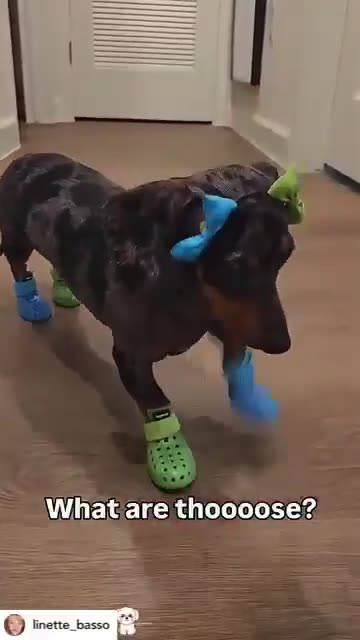 Twinkle Toes, er, Paws