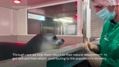 Mediterranean monk seal nursed back to health in Greece and released into the wild