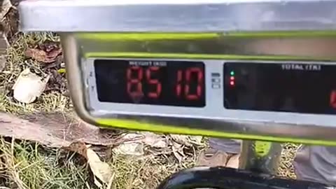 Fishing video