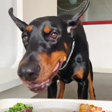It's Mealtime for Dogs! How to Keep Your Furry Friends Healthy and Happy While Eating