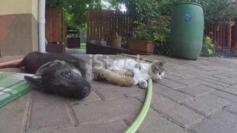 Unleashed Fun: Cats & Dogs Playing Freely!