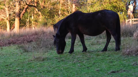 New Forest Animals, Hampshire