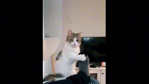 The most funniest cat ever