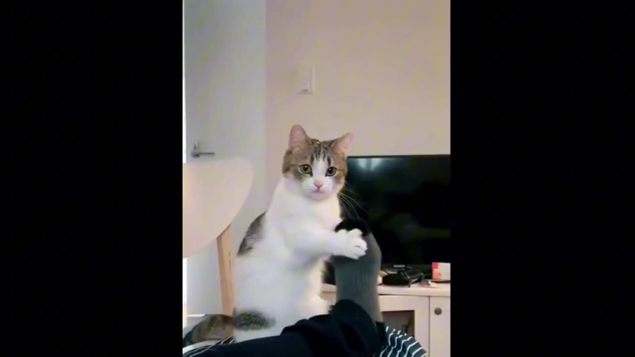 The most funniest cat ever