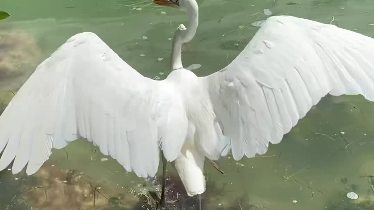 Una garza comiendo