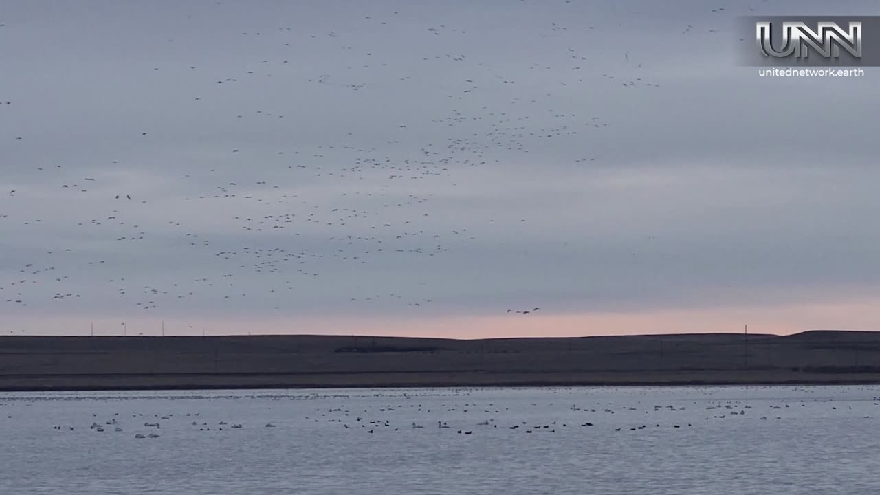 Witness the breathtaking migration spectacle at Freezeout Lake!