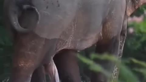 elephant