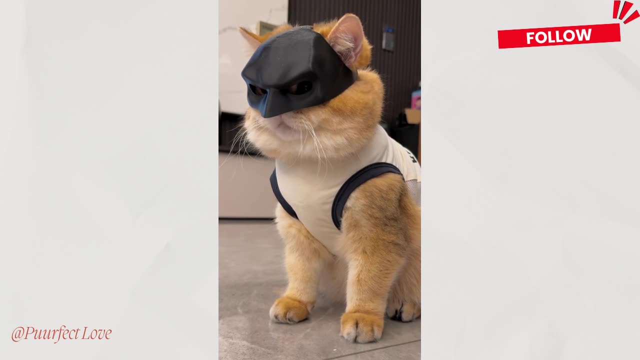 BatCat: The Hero We Need?