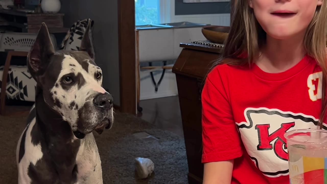 Great Dane Wants French Fries