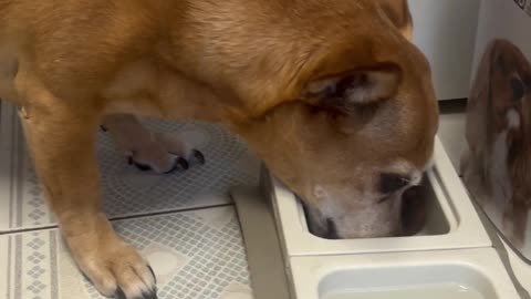 Dog having dinner