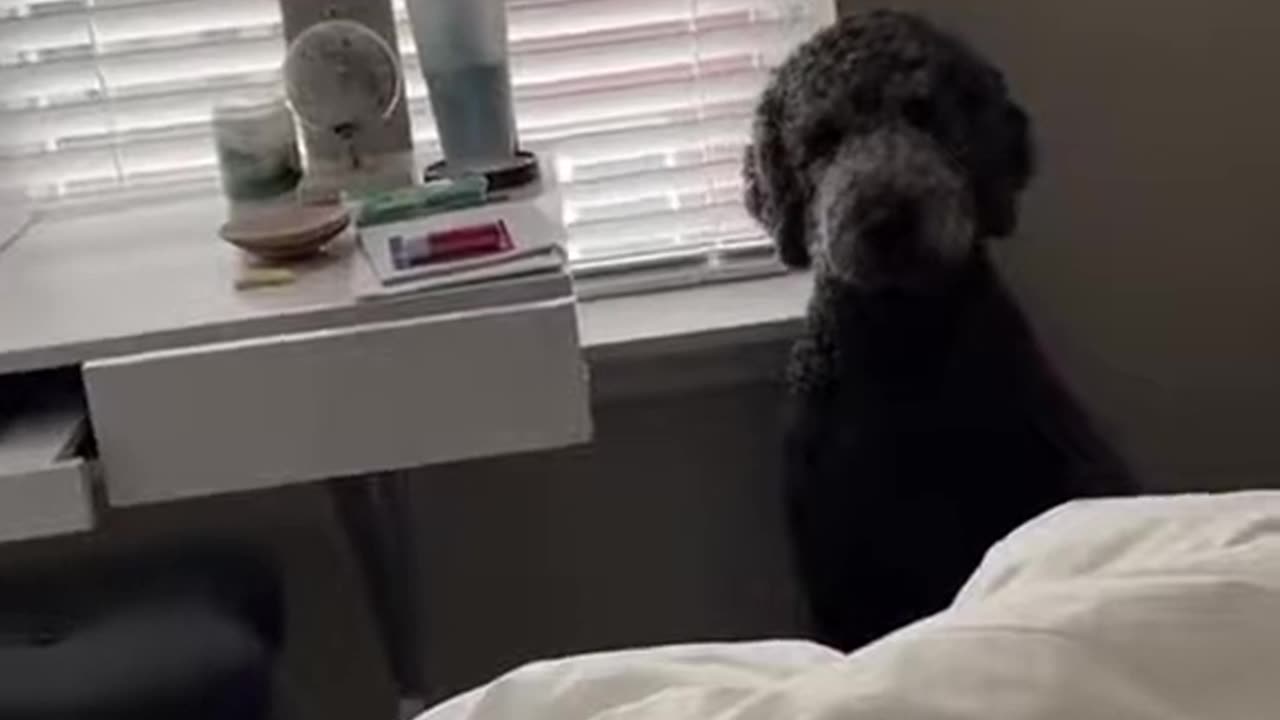 best animal reactions on their owner's farts