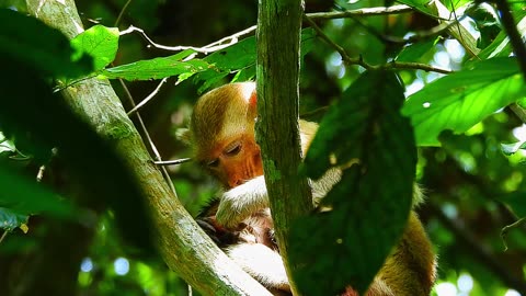 Golden Mommy Monkey Elpida Gave A Birth To Adorable Newborn Baby