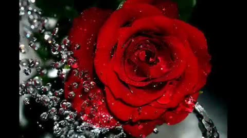 Leonardo Favio ♥ o quizá simplemente le regale una rosa (letra).
