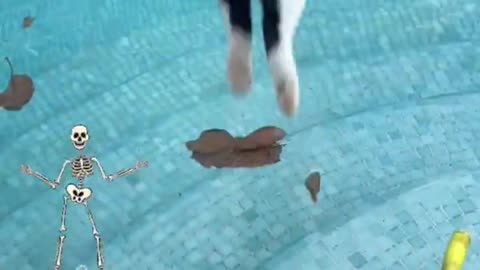 Funny cats and animals videos