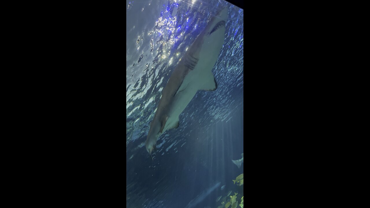 Shark