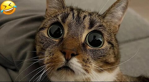 Funny Animals videos 2025 😂 Cats and Dogs 😂