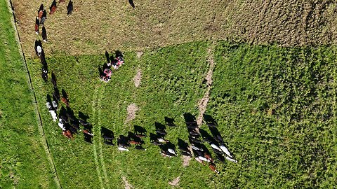 A morning moo-ving cows on a beautiful New Zealand farm