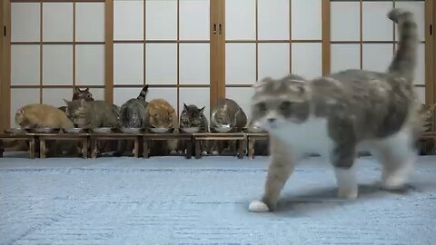 Cats getting startled and running away during mealtime.