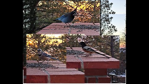 Cautious Jays and Towhee eating Sunflower Seeds