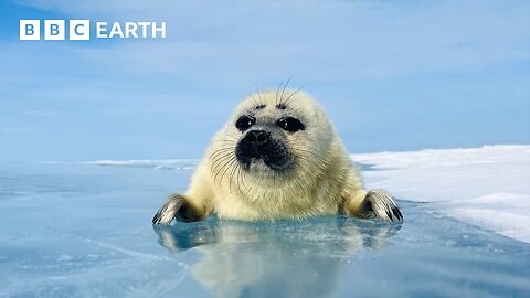 Can This Seal Save Her Pup From Drowning