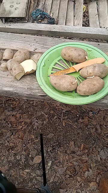 potatoes in the greenhouse 1