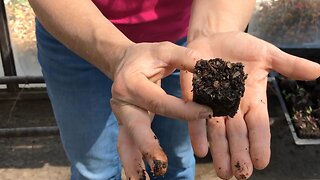 Innovative Seed Planter for Starting Seeds