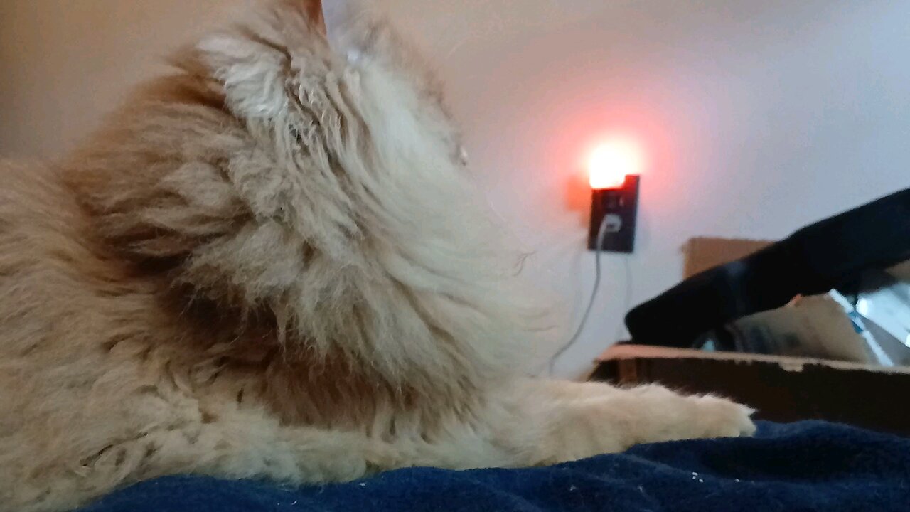 cat enjoying open window