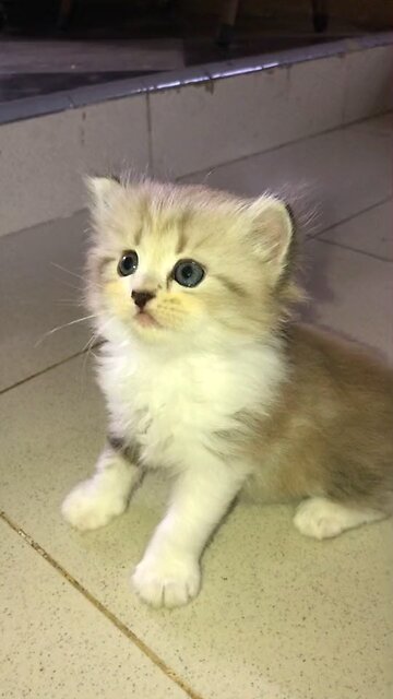 Funny Cat Videos 22 - Cute Kitten