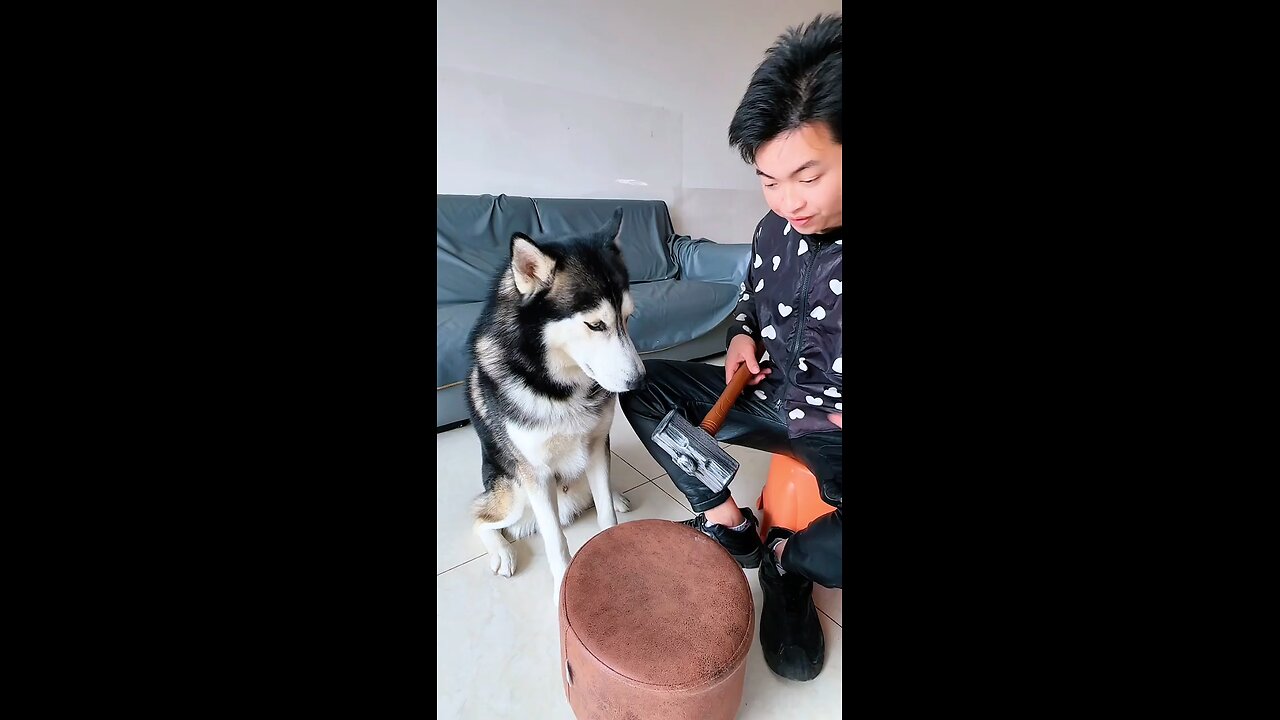 Dog's funny reaction