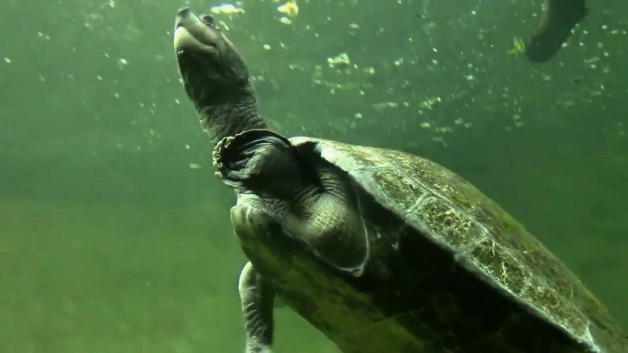 Giant South American River Turtle