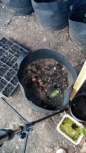 how I start my avocados