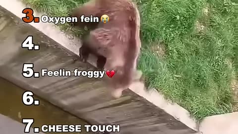 Animals funny